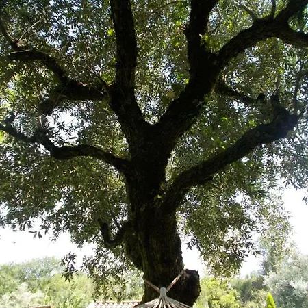 Eira Do Vez - Casa Da Eira Casa de Campo